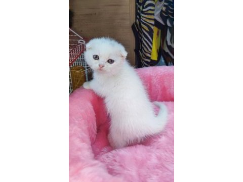 Scottish fold yavru kediler