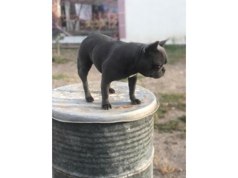 Dişi blue french bulldog