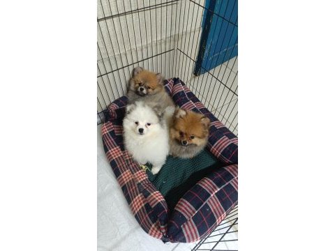 Pomeranian yavrular için ulaşabilirsiniz