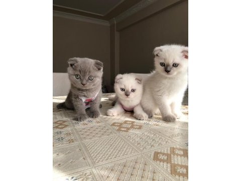 2 aylığını doldurmuş scottish fold, blue point yavrular