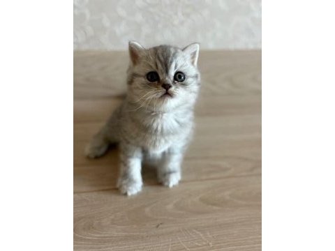 British shorthair yavrularımıza yuva arıyoruz