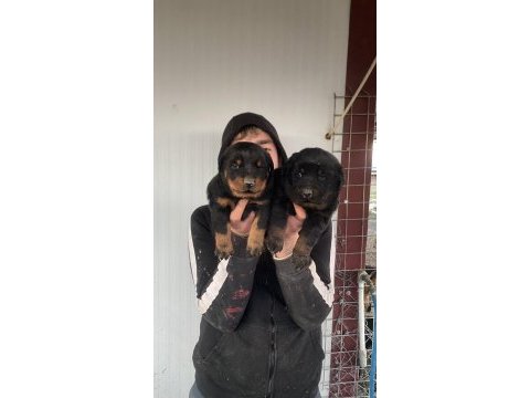 Üst kalite orjinal rottweiler yavruları