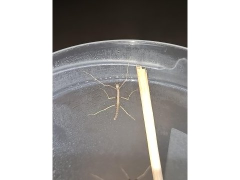 Yavru sopa böcekleri (medauroidea extradentata)