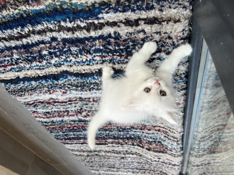3 erkek ve 1 kadın yavru 3 aylık british shorthair