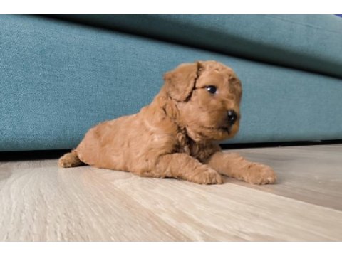 İlk doğum ilk yavrular poodle