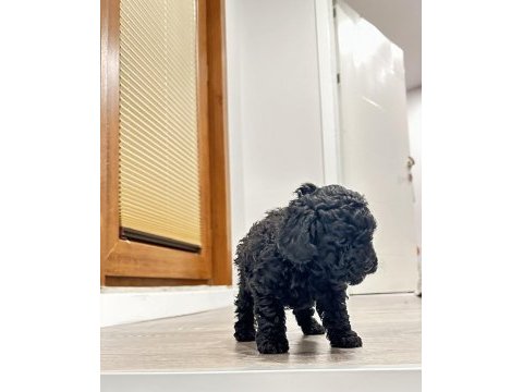 Toy poodle siyah