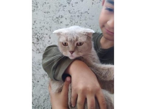 Lilac scottish fold dişimiz sahiplendirilecektir