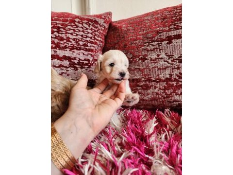 Sağlık ve ırk garantili maltipoo