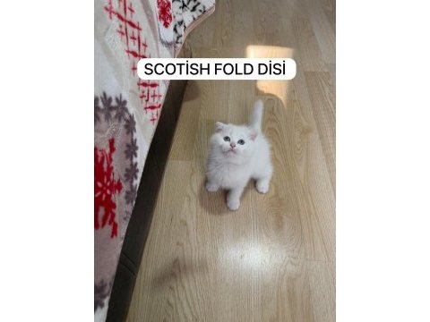 Süt beyaz scottish fold prenses hazır