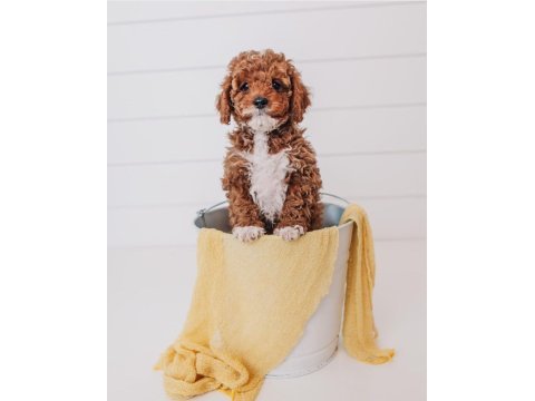 Cavapoo bebeklerimiz üst kalite