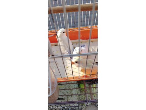 Bebek sevda papağanı