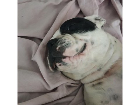 Safkan dişi french bulldog