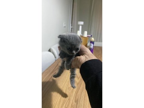 Scottish fold kedisi
