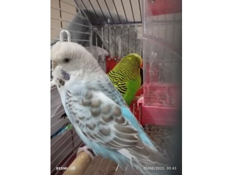 Güzel vasıflı muhabbet kuşum