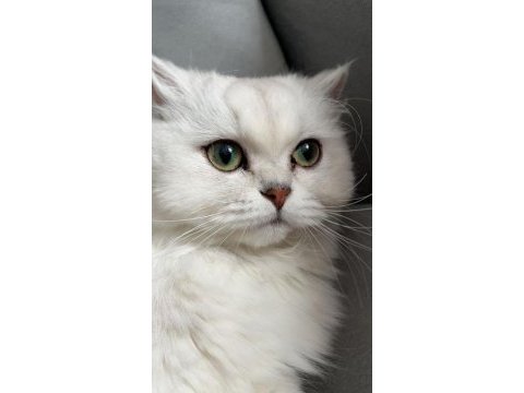 British longhair kedimiz