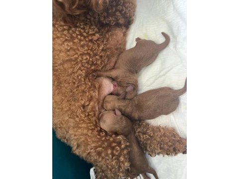 Evimde gözüm gibi baktığım poodle bebeklerim