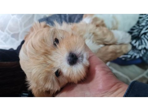 Maltipoo yavrumuz