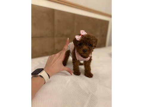 Aşılı wc eğitimli toy poodle yavrular