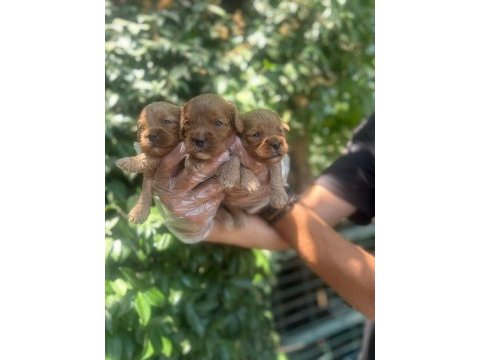 Bursa maltipoo bebekler