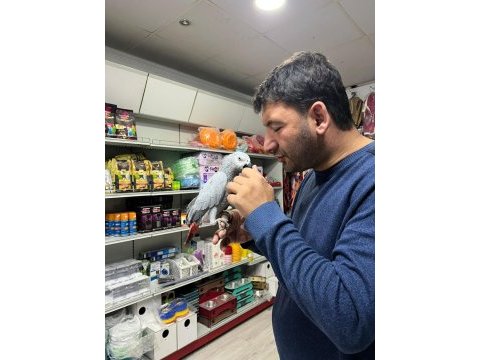 3 yaş civarı full full evcil jako papağanı
