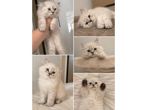 3 aylık erkek british longhair yavru