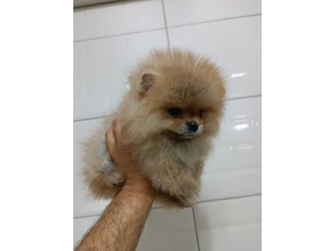 Pomeranian teddy bear