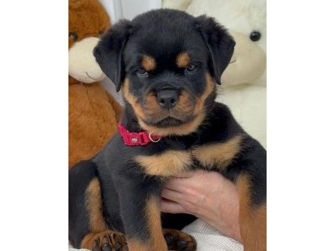 Saf kan hattı rottweiler
