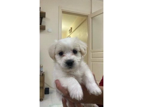60 günlük maltese terrier ped eğitimleri var