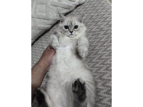 4.5 aylık erkek kedimiz