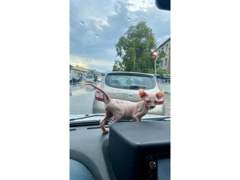 Safkan kusursuz sfenks bebekler