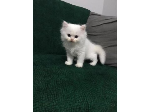 British longhair dişi