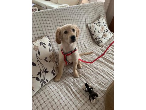 Saf golden retriever 6 aylık
