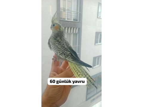Sultan papağanı yavrularımız