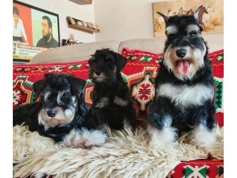 Fcı pedigreeli miniature schnauzer yavrusu