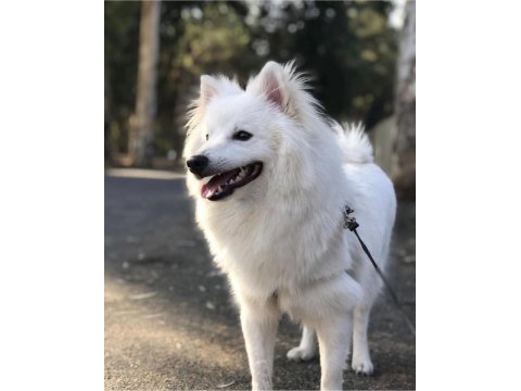 Pomeranian spitz