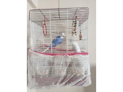 Kedi aldığımızdan dolayı kuşumuzu ilgilenemiyoruz