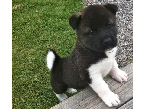 Ameri akita yavrularımız