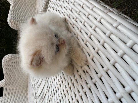 Orjinal british longhair