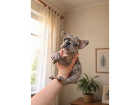 Merle french bulldog erkek yavrumuz yeni ailesini bekliyor