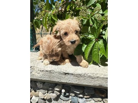 Maltipoo yavrum 55 günlük