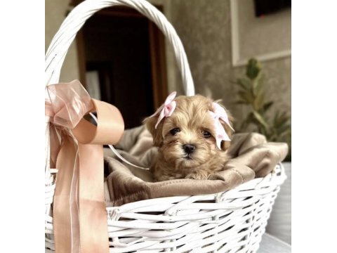 Kore maltipoo yavruları