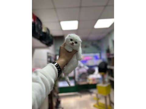 Scottish fold ayı surat yavrumuz