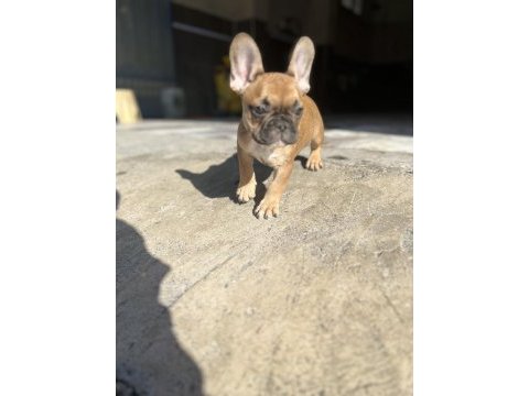 French bulldog bebeğime yeni yuva arıyorum