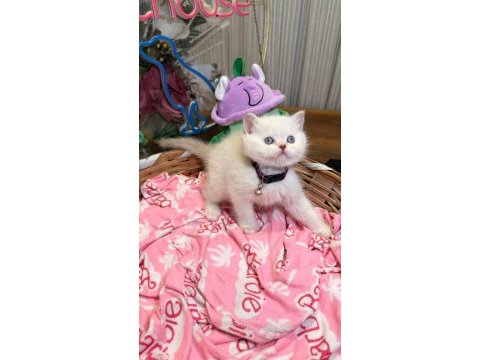Top kafa scottish fold ve british shorthair yavrular