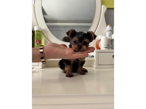 Yorkshire teacup kilo garantili baby face bebeğim