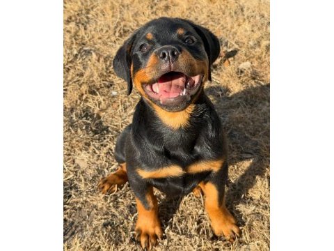Evinizin neşesi rottweiler yavrular kapıda ödeme