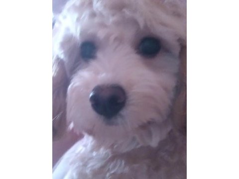 Anne maltipoo baba toy poodle