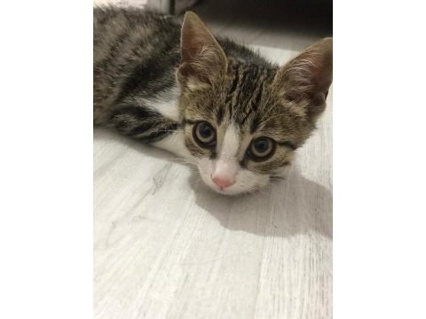 Acil tekir kedisi sahiplendirme