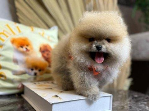 Şecereli pomeranian boo dişi yavrular