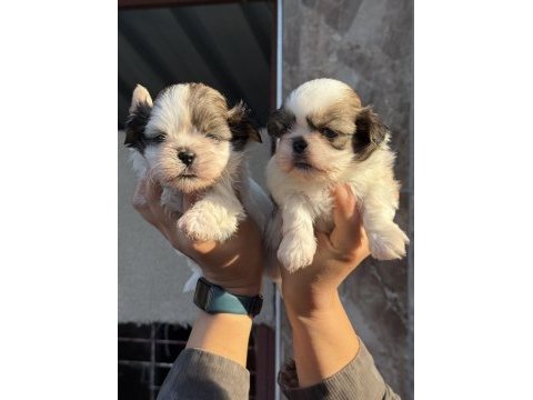 Sihihtzu yavrular ruhsatlı çiftlik 